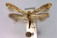 Caloptilia negundella