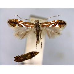 /filer/webapps/moths_gc/media/images/H/hostis_Phyllonorycter_PT_EIHU.jpg