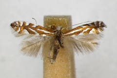 Phyllonorycter cerasinella