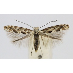 /filer/webapps/moths_gc/media/images/A/apparella_Phyllonorycter_A_Bentsson_male.jpg