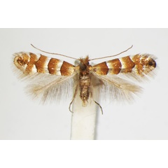 /filer/webapps/moths_gc/media/images/N/nicellii_Phyllonorycter_A_ZSM_4.jpg