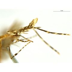 /filer/webapps/moths_gc/media/images/B/breynella_Diphtheroptila_PT4_legs_ANIC_1pHfoYG.jpg