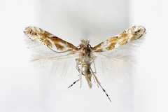 Phyllonorycter issikii