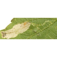 /filer/webapps/moths_gc/media/images/C/celtisella_Phyllonorycter_pupa_Eiseman-et-Davis_2020_214.jpg