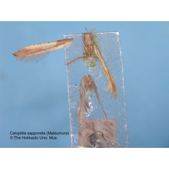 /filer/webapps/moths_gc/media/images/S/sapporella_Caloptilia_HT_EIHU.jpg