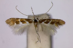 Phyllonorycter occitanica