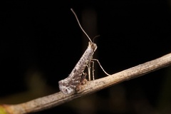 Parornix devoniella
