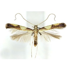 /filer/webapps/moths_gc/media/images/A/acericola_Caloptilia_A_Kim-etal_2022_7.jpg