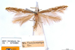 Epicephala trigonophora