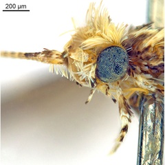 /filer/webapps/moths_gc/media/images/D/doo_Bridella_PT_Head2_De-Prins-etal_2025_16.jpg
