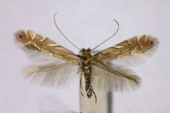 Phyllonorycter quercifoliella