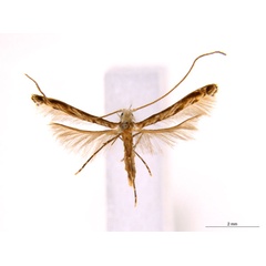 /filer/webapps/moths_gc/media/images/C/cairna_Diphtheroptila_PT_NULT025150_ANIC.jpg