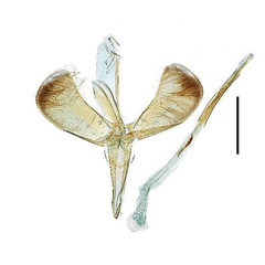 /filer/webapps/moths_gc/media/images/R/recitata_Caloptilia_GM_Kim-etal_2022_4.jpg