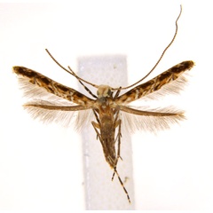 /filer/webapps/moths_gc/media/images/C/cornuta_Diphtheroptilia_PT3_ANIC.jpg