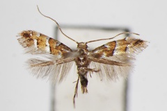 Phyllonorycter viburni