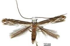 Epicephala obovatella