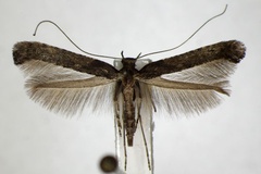 Caloptilia falconipennella