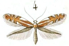 Phyllonorycter ilicifoliella