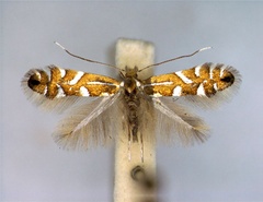 /filer/webapps/moths_gc/media/images/S/strigulatella_Phyllonorycter_A_EIHU.jpg
