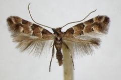 Phyllonorycter trifasciella