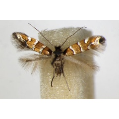 /filer/webapps/moths_gc/media/images/S/schreberella_Phyllonorycter_A_ZSM_2.jpg