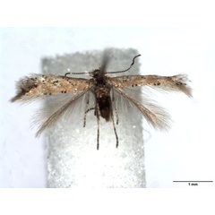 /filer/webapps/moths_gc/media/images/F/foliolosi_Phyllonorycter_A_WJDP_02.jpg