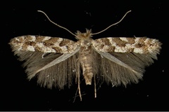 Phyllonorycter apparella