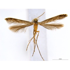 /filer/webapps/moths_gc/media/images/C/cornuta_Diphtheroptilia_PT5_ANIC.jpg