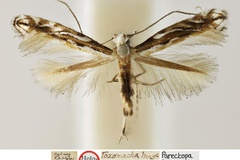 Parectopa toxomacha