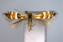 Phyllonorycter ulmifoliella