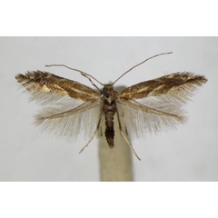 /filer/webapps/moths_gc/media/images/S/salictella_Phyllonorycter_A_ZSM.jpg