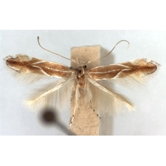 /filer/webapps/moths_gc/media/images/S/suberifoliella_Phyllonorycter_A_WJDP.jpg