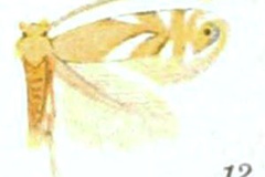 Phyllonorycter sexnotella