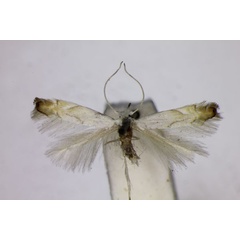 /filer/webapps/moths_gc/media/images/H/harrisella_Phyllonorycter_A_BMNH.jpg
