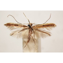 /filer/webapps/moths_gc/media/images/S/similatella_Caloptilia_A_BMNH-(E)-1409650_BMNH.jpg