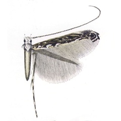 /filer/webapps/moths_gc/media/images/C/cardamitis_Stomphastis_HT_Vari_1961_Pl9-4.jpg