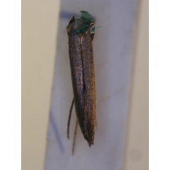/filer/webapps/moths_gc/media/images/A/aeolastis_Caloptilia_ST_BMNH-(E)-1411113_BMNH.jpg