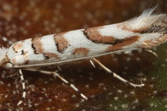 Cameraria cretaceella