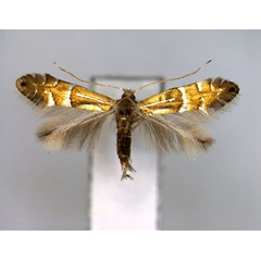 /filer/webapps/moths_gc/media/images/L/longispinata_Phyllonorycter_A_EIHU.jpg