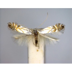 /filer/webapps/moths_gc/media/images/H/heegeriella_Phyllonorycter_A_EIHU.jpg