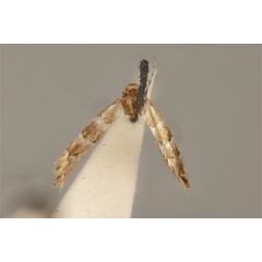 /filer/webapps/moths_gc/media/images/E/enchalcoa_Phyllonorycter_ST_ANIC31-053609_dorsal.jpg