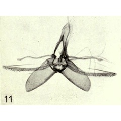 /filer/webapps/moths_gc/media/images/S/saturata_Liocrobyla_HT_GM_BMNH.jpg