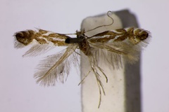 Phyllonorycter pomonella