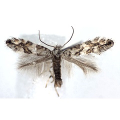 /filer/webapps/moths_gc/media/images/A/acerifoliella_Phyllonorycter_A_WJDP.jpg