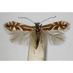 /filer/webapps/moths_gc/media/images/O/oxyacanthae_Phyllonorycter_A_ZSM_2.jpg