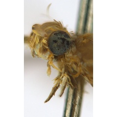 /filer/webapps/moths_gc/media/images/C/crotonella_Diphtheroptila_PT12_head2_ANIC.jpg