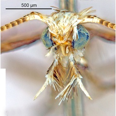 /filer/webapps/moths_gc/media/images/C/cornuta_Diphtheroptilia_HT_head1_ANIC.jpg