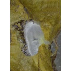 /filer/webapps/moths_gc/media/images/C/corni_Cameraria_mine7_Sawada-etal_2024_189.jpg