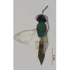 /filer/webapps/moths_gc/media/images/I/issikii_Phyllonorycter_Sympiesis_laevifrons2_Kosheleva_et_al._2022_12.jpg