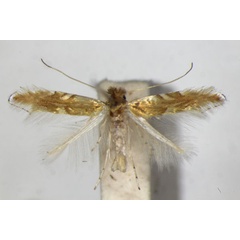 /filer/webapps/moths_gc/media/images/E/extincta_Phyllonorycter_PT_ZSM_4.jpg